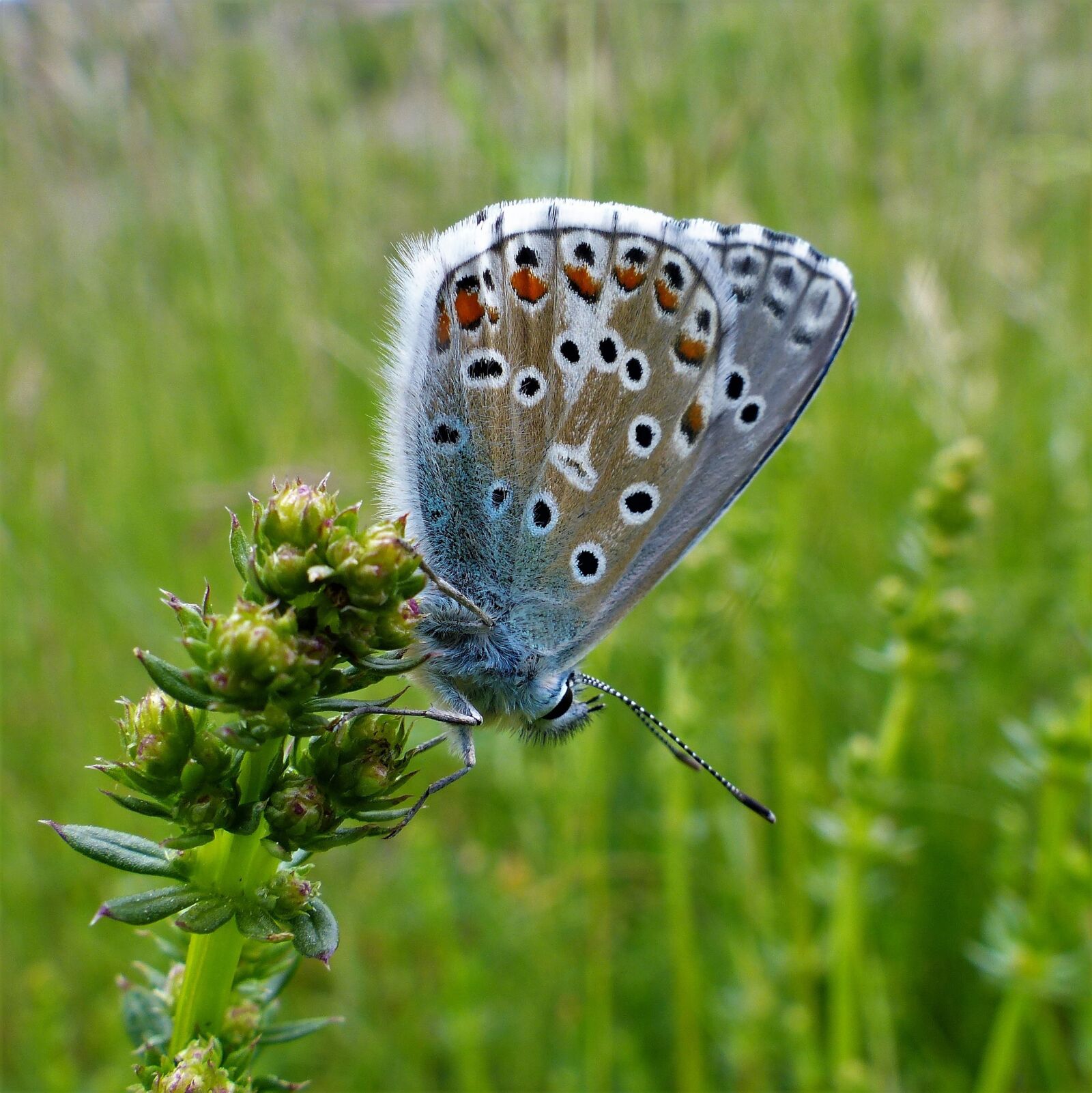 Panasonic Lumix DMC-FZ200 sample photo. Butterfly, nature, insect photography