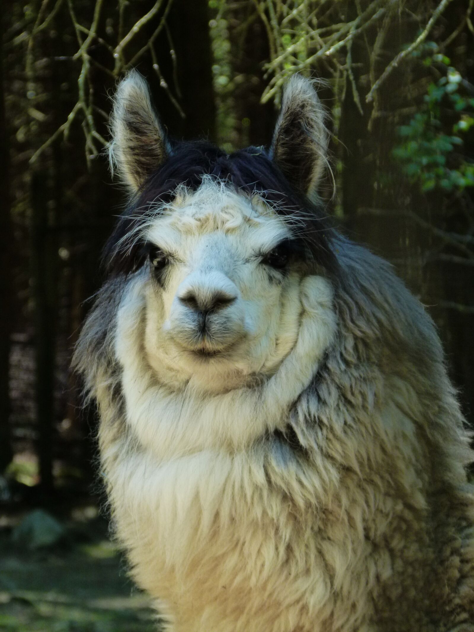 Panasonic Lumix DMC-FZ100 sample photo. Llama, animal, mammal photography