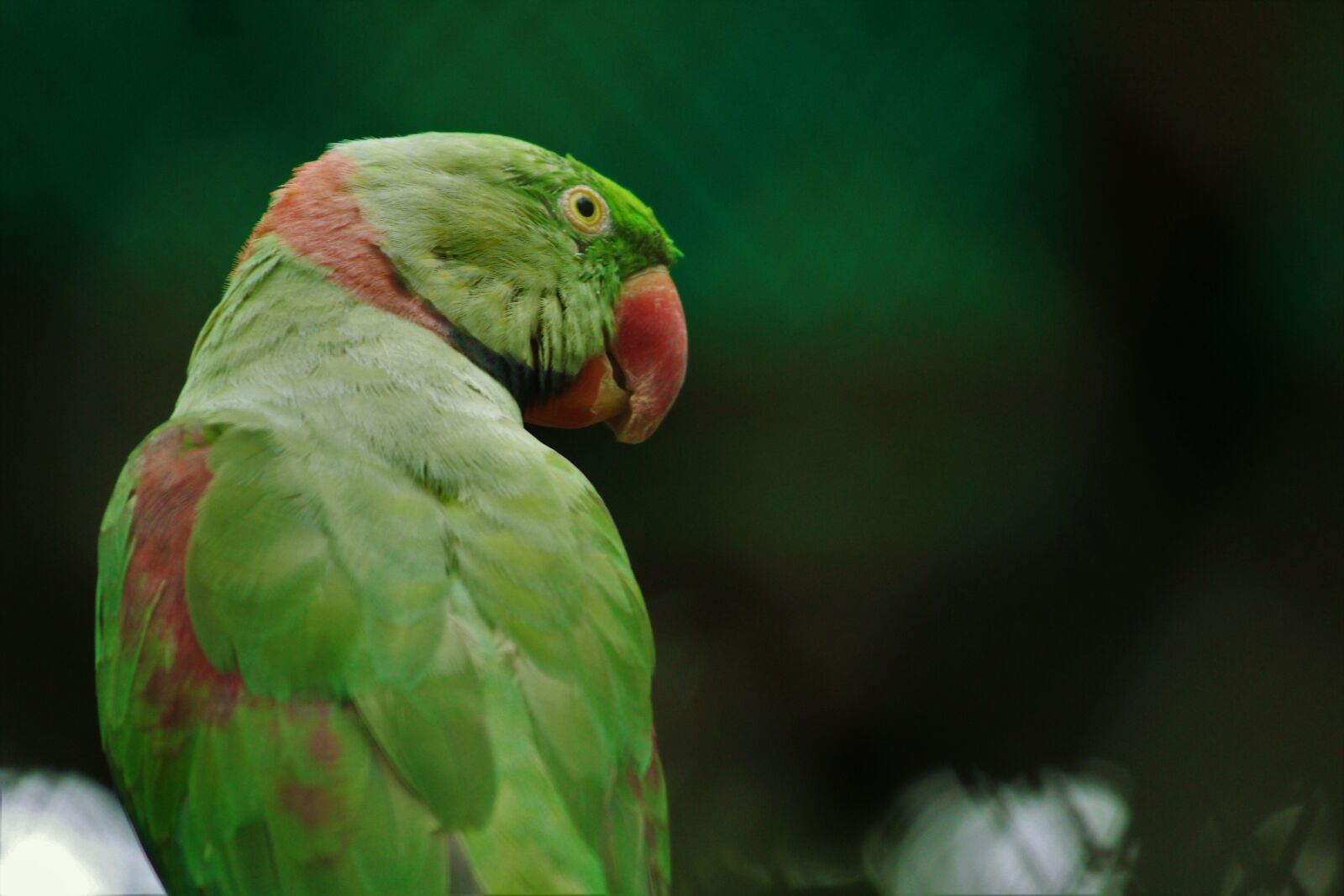 Canon EOS 1200D (EOS Rebel T5 / EOS Kiss X70 / EOS Hi) sample photo. Rose-ringed parakeet, green, psittacula photography