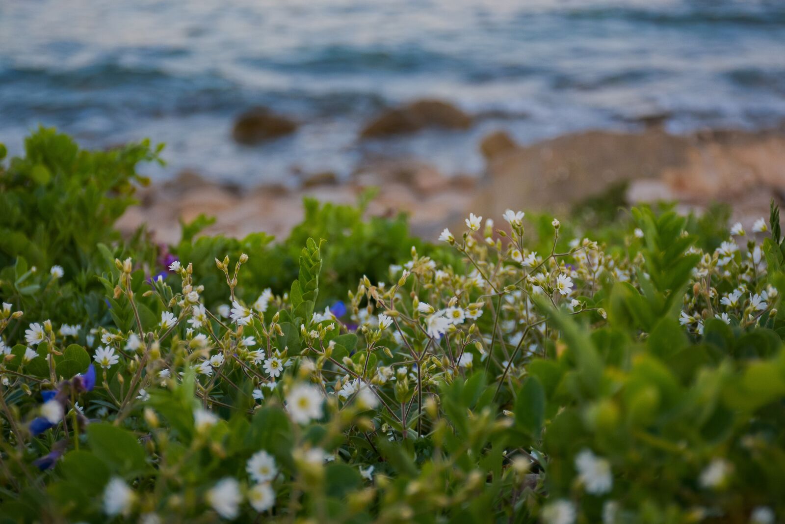 Nikon D7100 sample photo. Beautiful, bloom, blossom photography