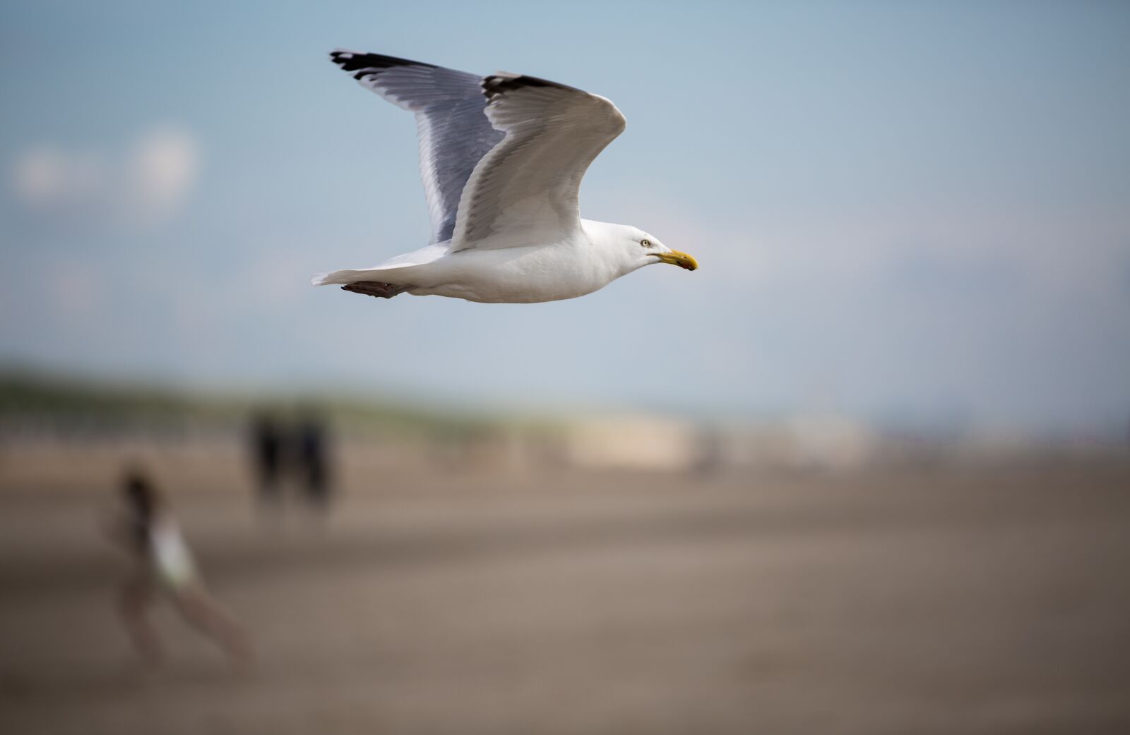 Canon EOS 5D Mark III sample photo. Seagull, bird, birds photography