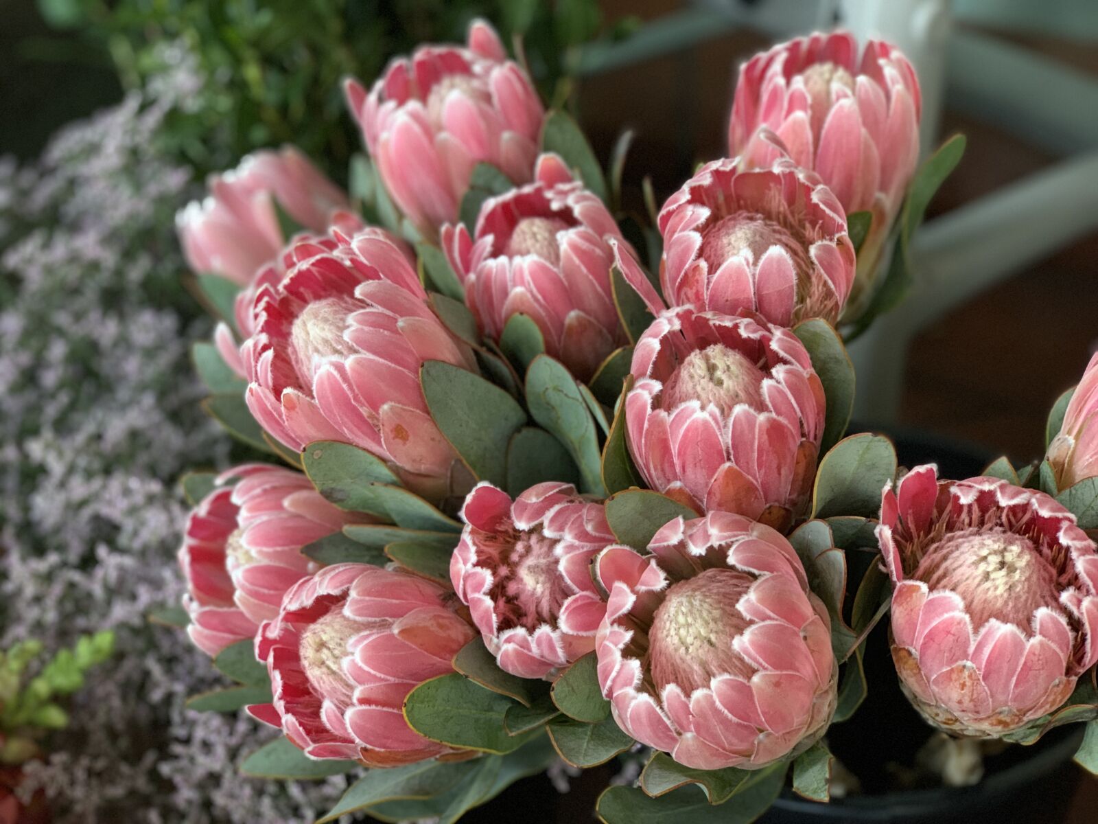 iPhone XS back dual camera 6mm f/2.4 sample photo. Protea, flowers, nature photography