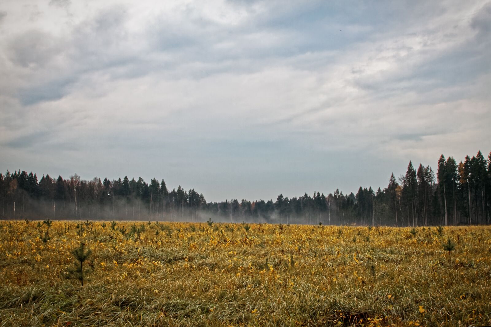 Canon EOS 500D (EOS Rebel T1i / EOS Kiss X3) sample photo. Forest, field, clouds photography