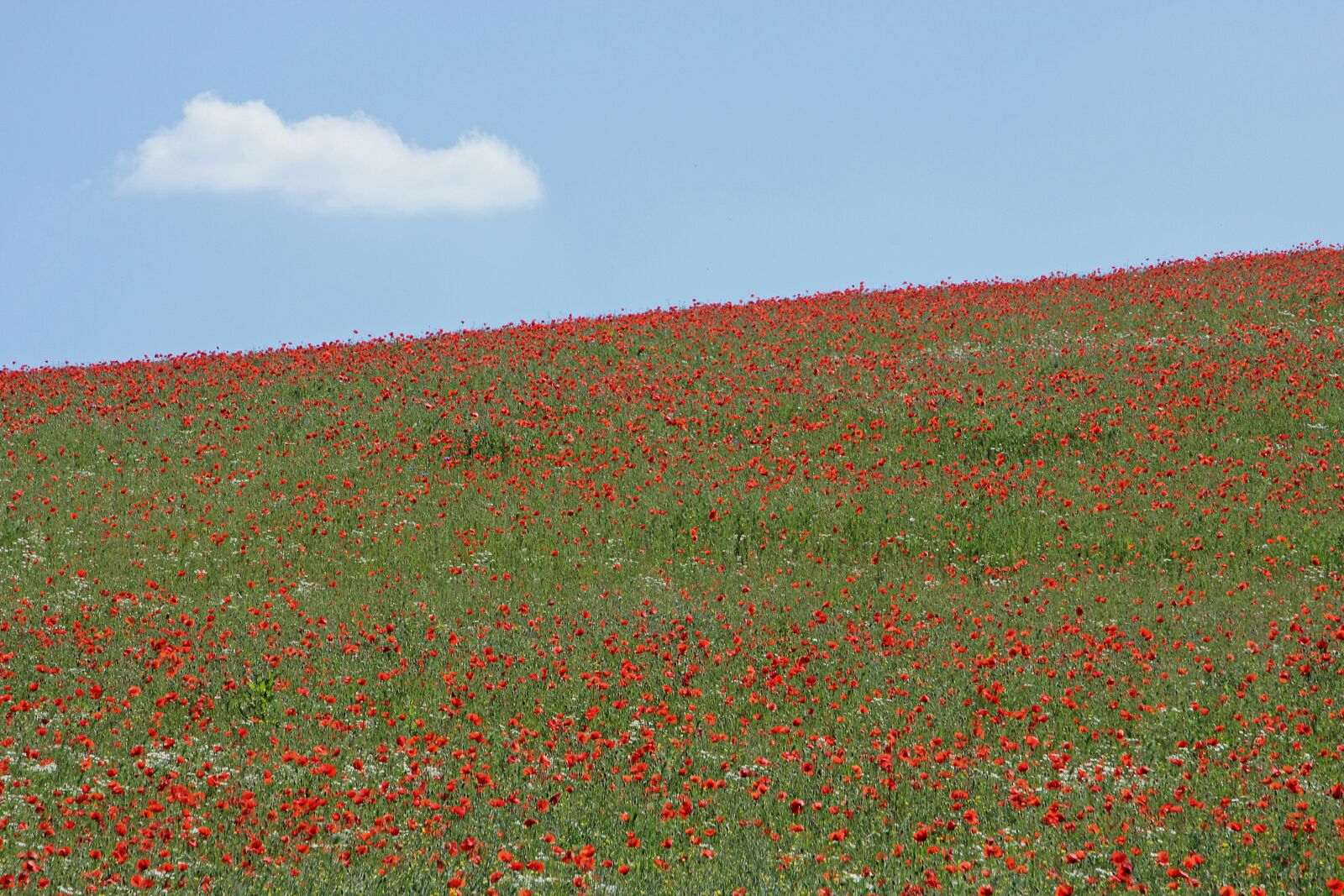 Canon EOS 60D + Tamron 16-300mm F3.5-6.3 Di II VC PZD Macro sample photo. Field of poppies, agriculture photography