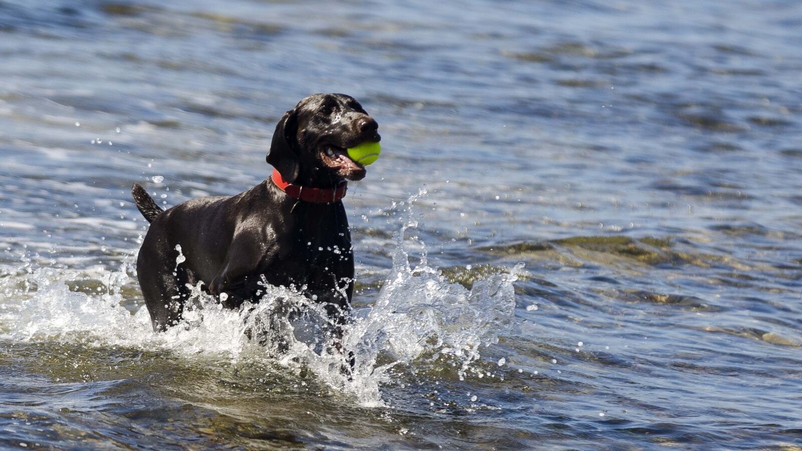 Nikon D7000 sample photo. Animal, sea, dog photography