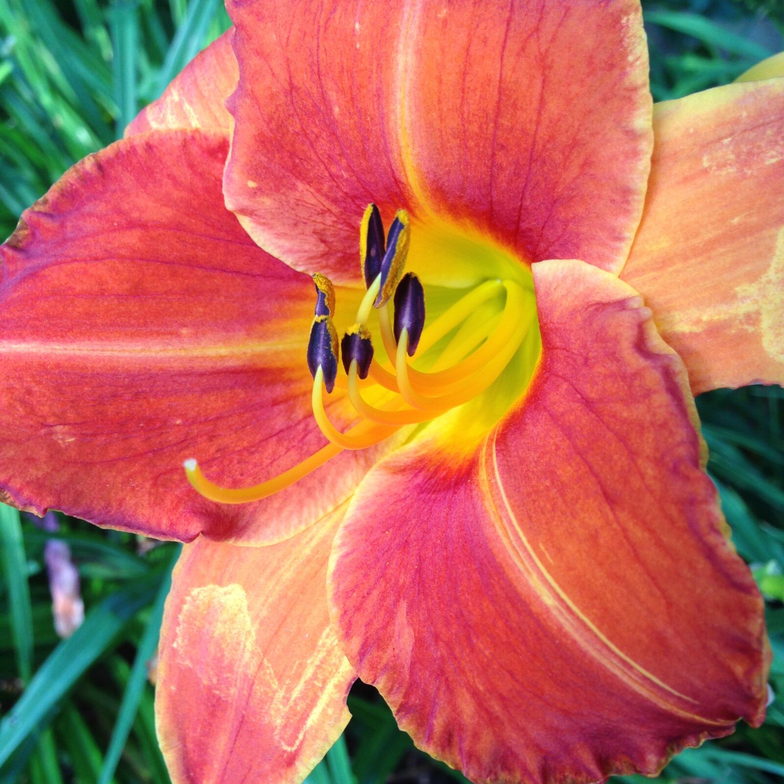 Apple iPhone 5 sample photo. Daylily, red, flower photography