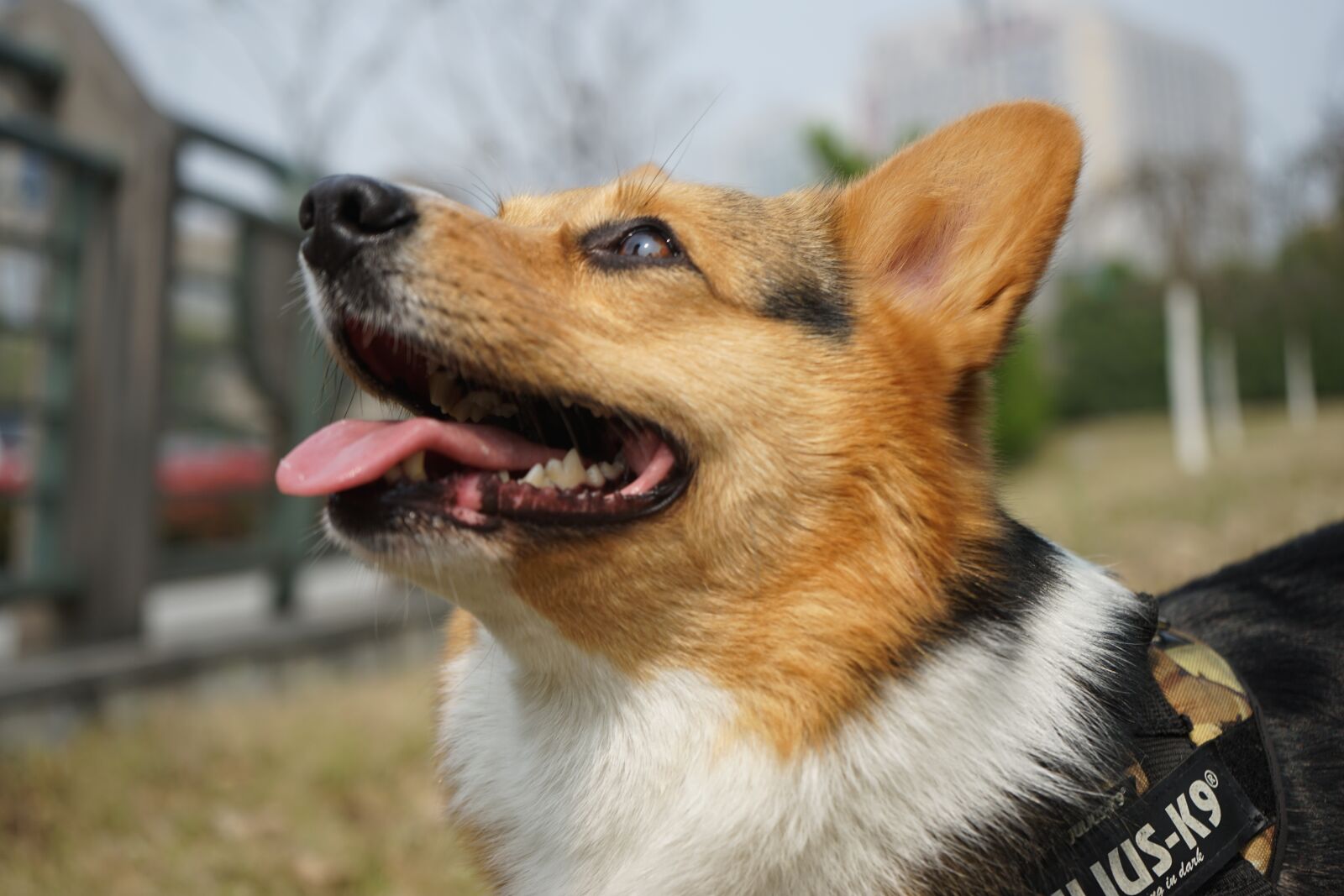Sony a7 II + Sony FE 28-70mm F3.5-5.6 OSS sample photo. Pets, corgi, the self-timer photography