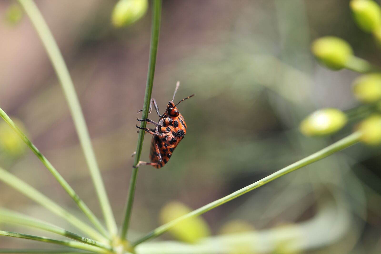 Canon EOS 550D (EOS Rebel T2i / EOS Kiss X4) sample photo. Fire bug, insect, beetle photography
