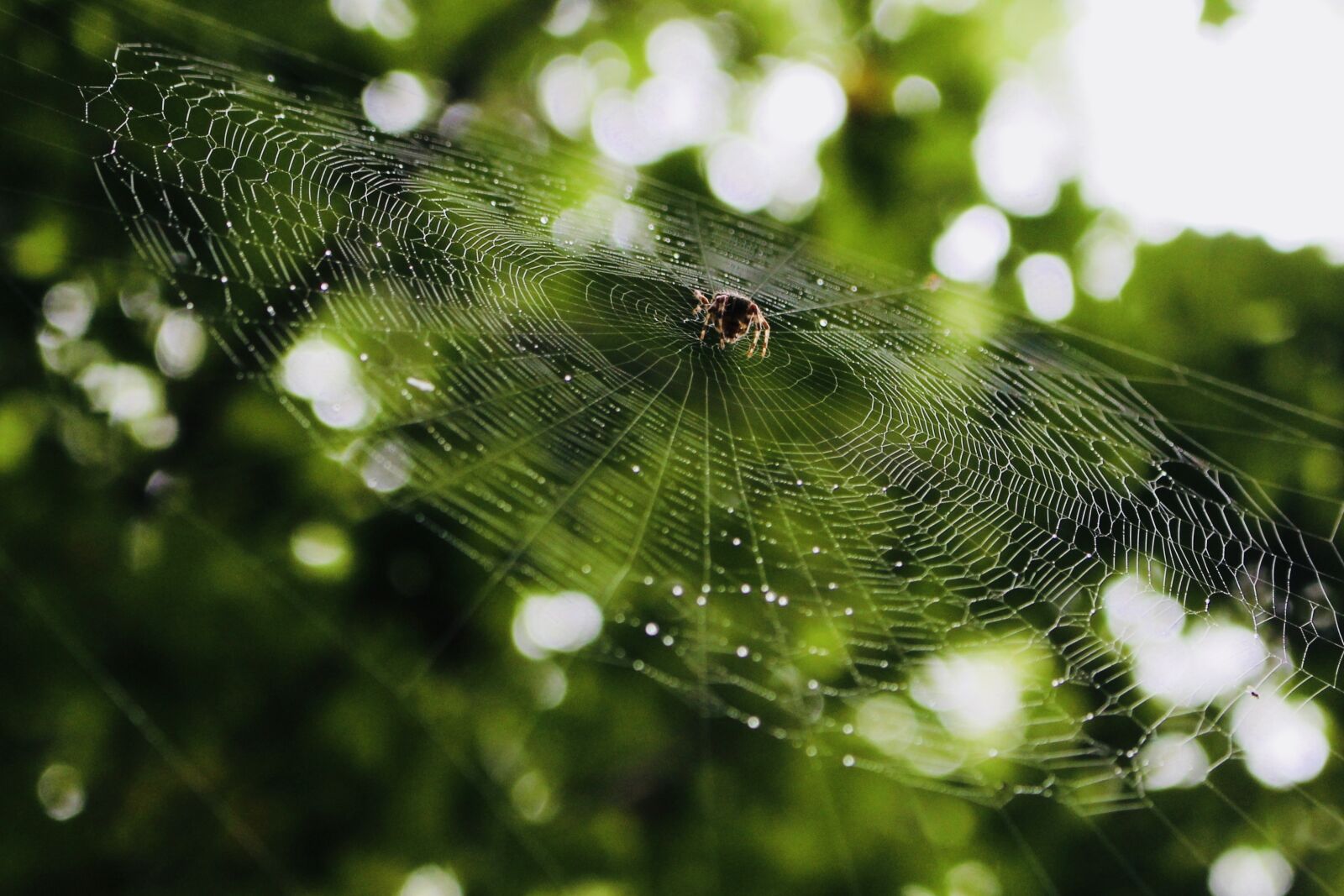 Canon EOS 700D (EOS Rebel T5i / EOS Kiss X7i) sample photo. Breizh, green, insect, spider photography