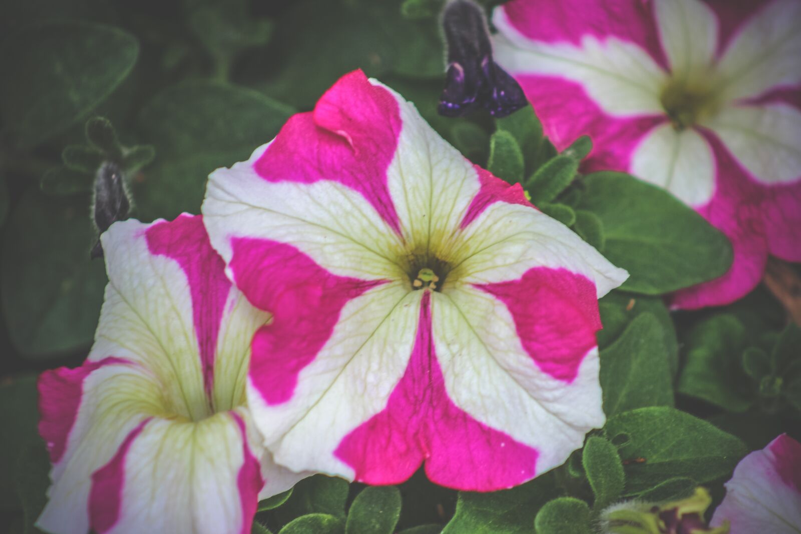 Canon EF75-300mm f/4-5.6 sample photo. Flower, pink, spring photography