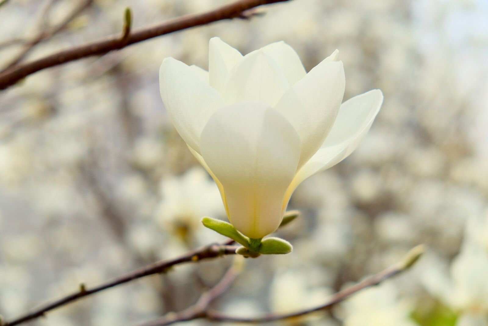 Fujifilm X-T10 sample photo. Gold magnolia, spring, flower photography