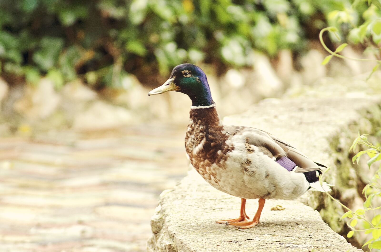Nikon D5100 sample photo. Duck, nature, animal photography