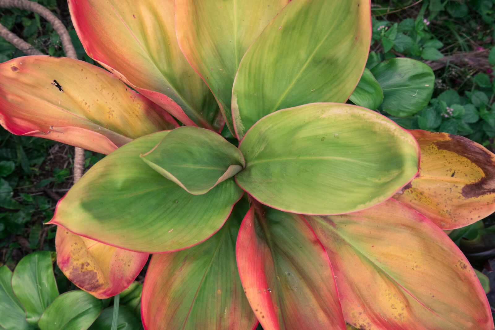 Canon PowerShot G3 X sample photo. Beautiful, botanical, bright, close photography