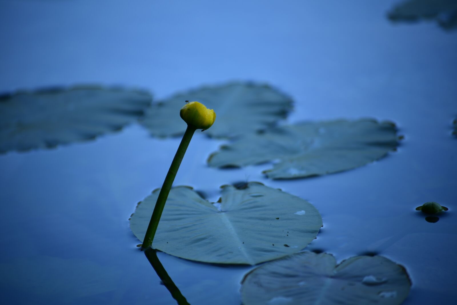 Nikon D750 sample photo. Aquatic plant, nuphar lutea photography
