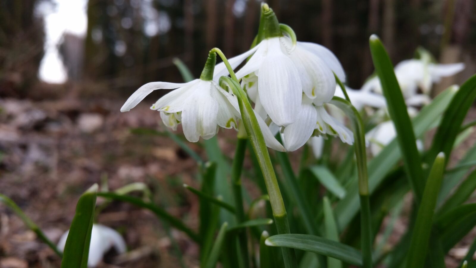 Samsung Galaxy S5 sample photo. Spring, flower, forrest photography