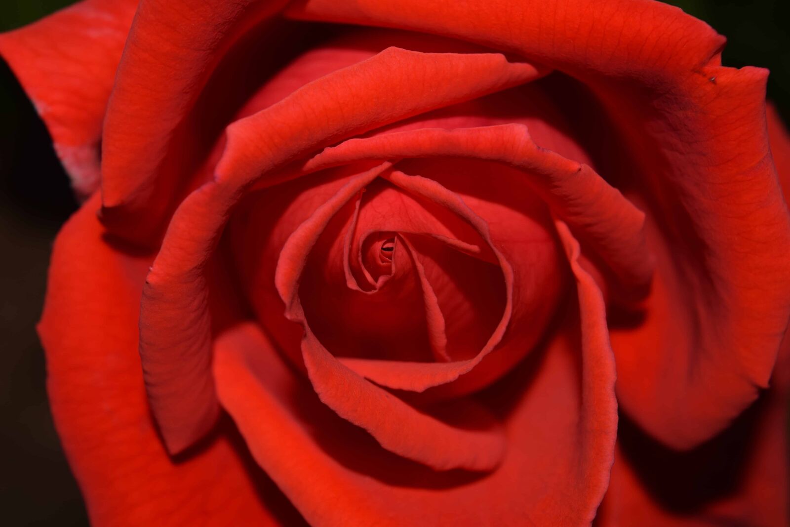 Nikon D3300 sample photo. Rose, petal, flower, plant photography