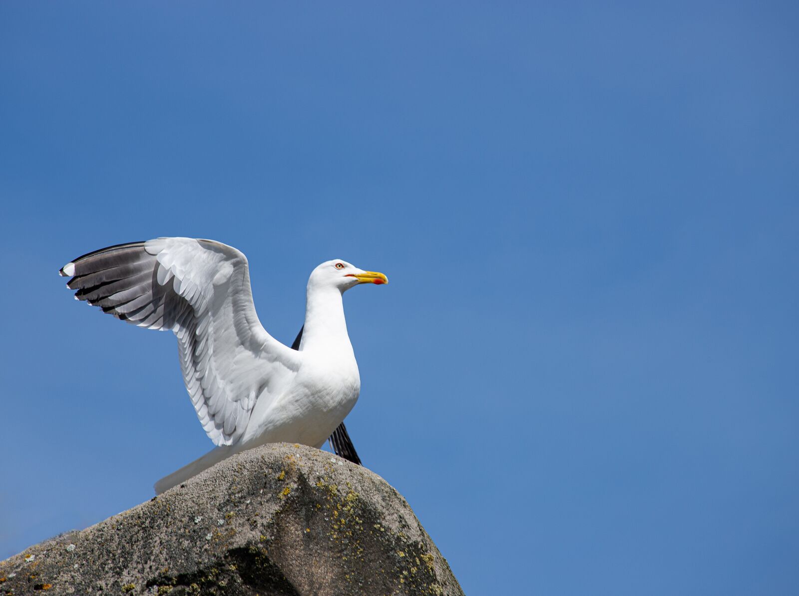 Canon EOS 6D Mark II sample photo. Seagull, bird, animal photography
