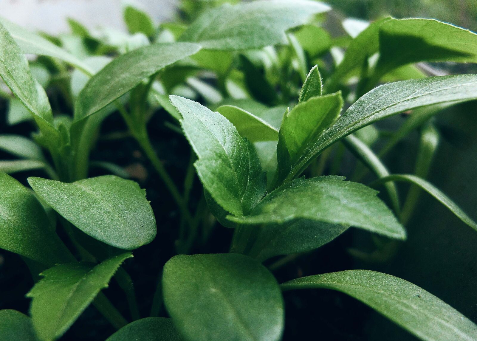 CASIO EX-ZR300 sample photo. Plant, seedling, green photography