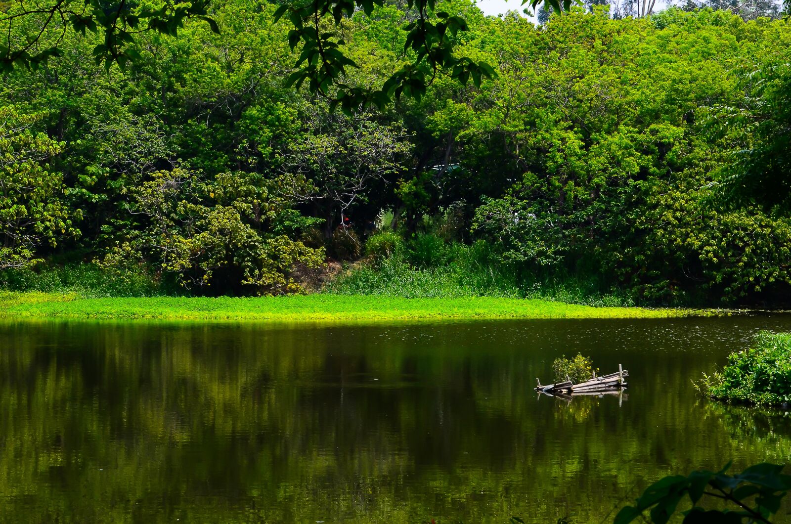 Nikon D7000 sample photo. Kaohsiung, niao song i photography