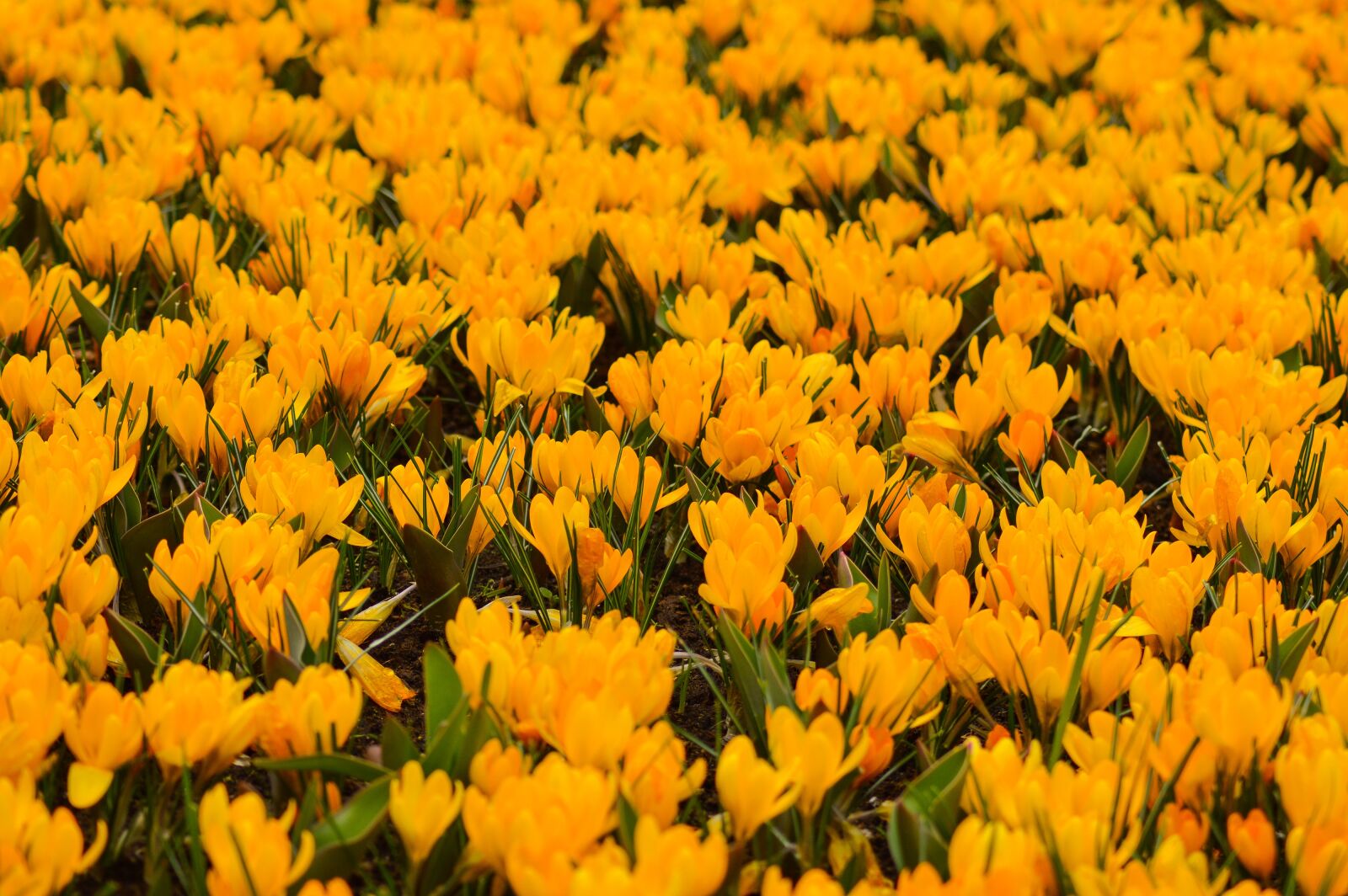 Nikon D3200 sample photo. Tulips, keukenhof, spring photography