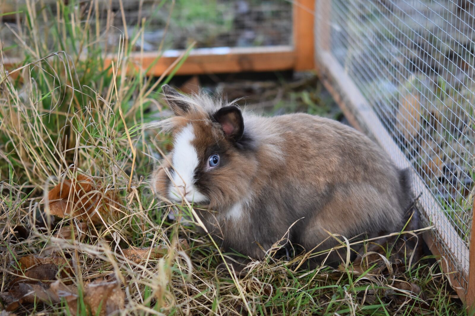 Nikon D5600 sample photo. Rabbit, dwarf rabbit, rabbit photography