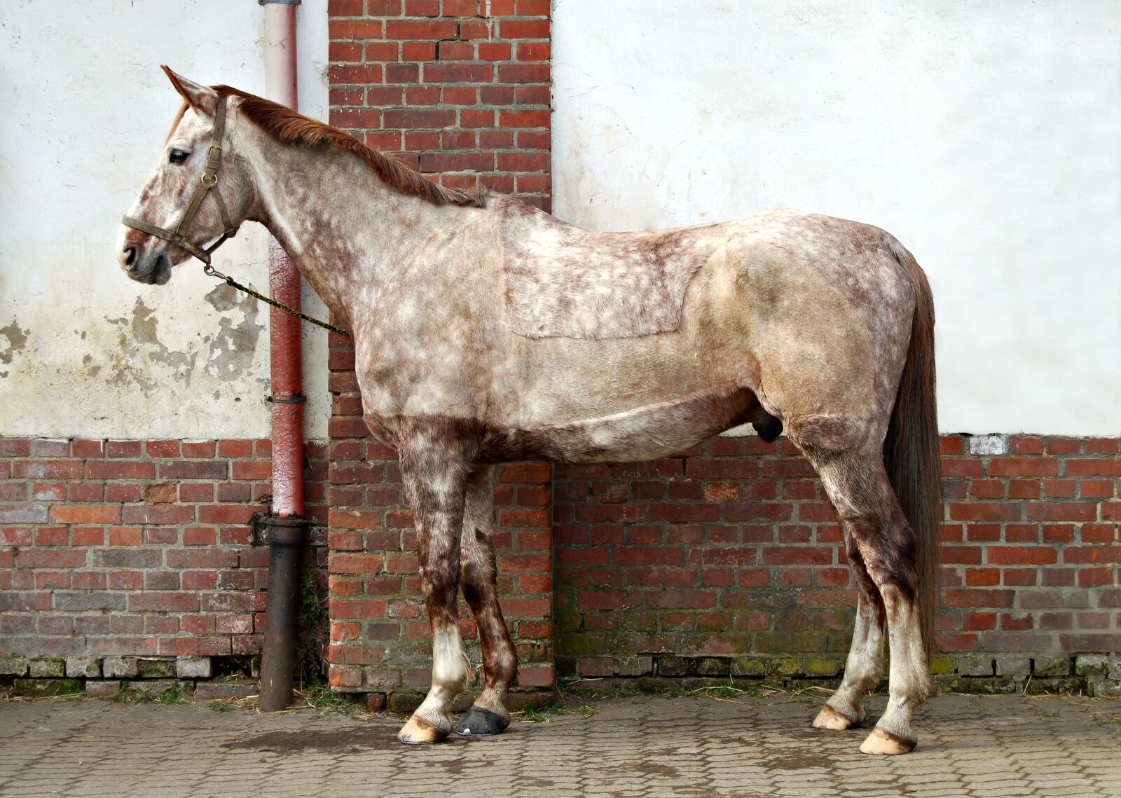 Nikon D40X sample photo. Animal, mammal, farm photography