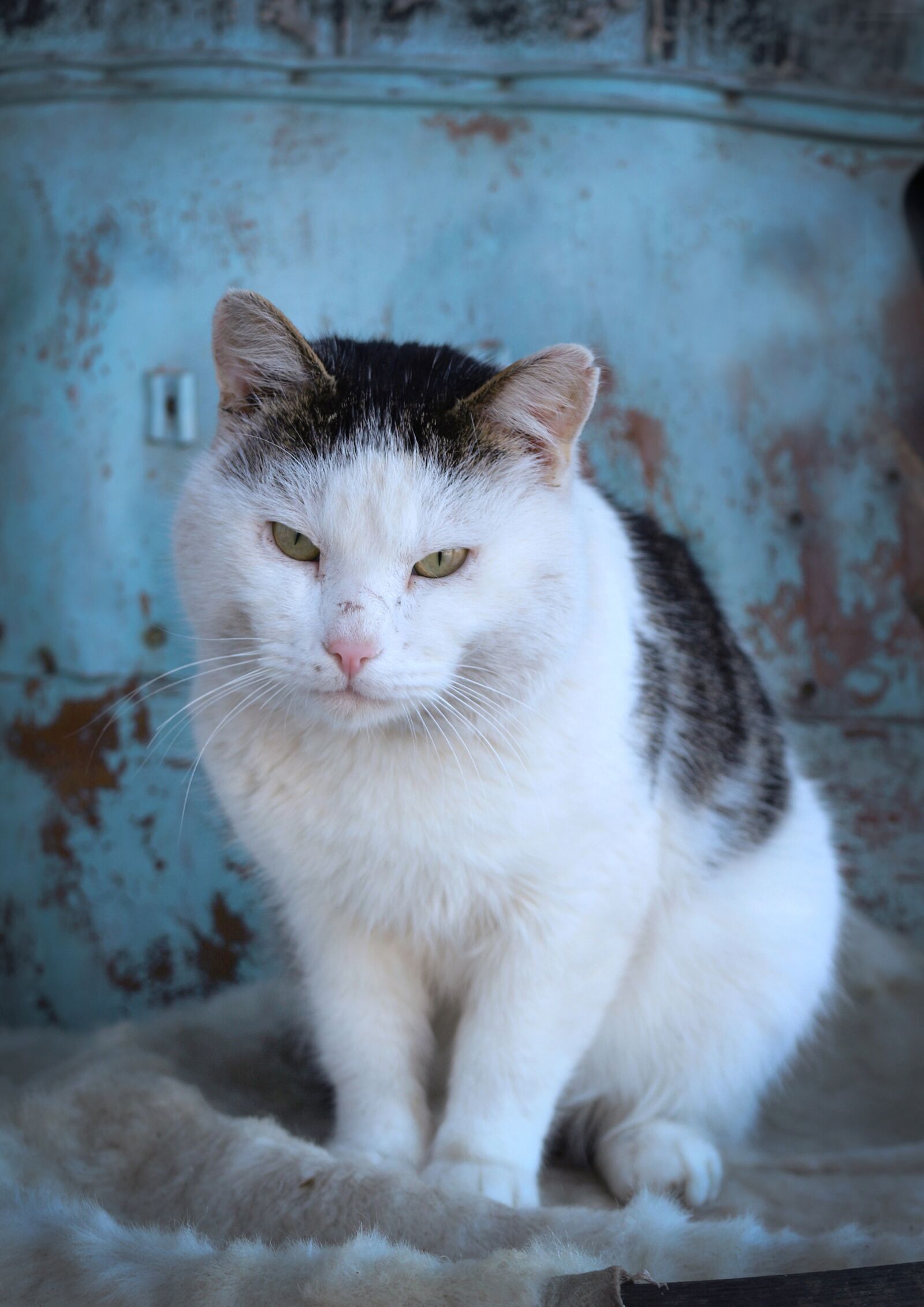 Canon EOS 650D (EOS Rebel T4i / EOS Kiss X6i) sample photo. Cat, animal, pet photography