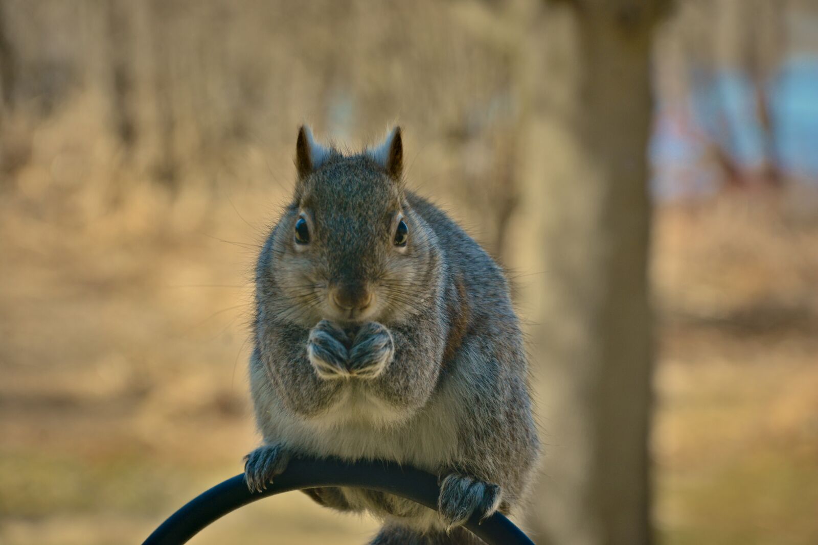 Nikon D7100 sample photo. Squirrel, young, furry photography