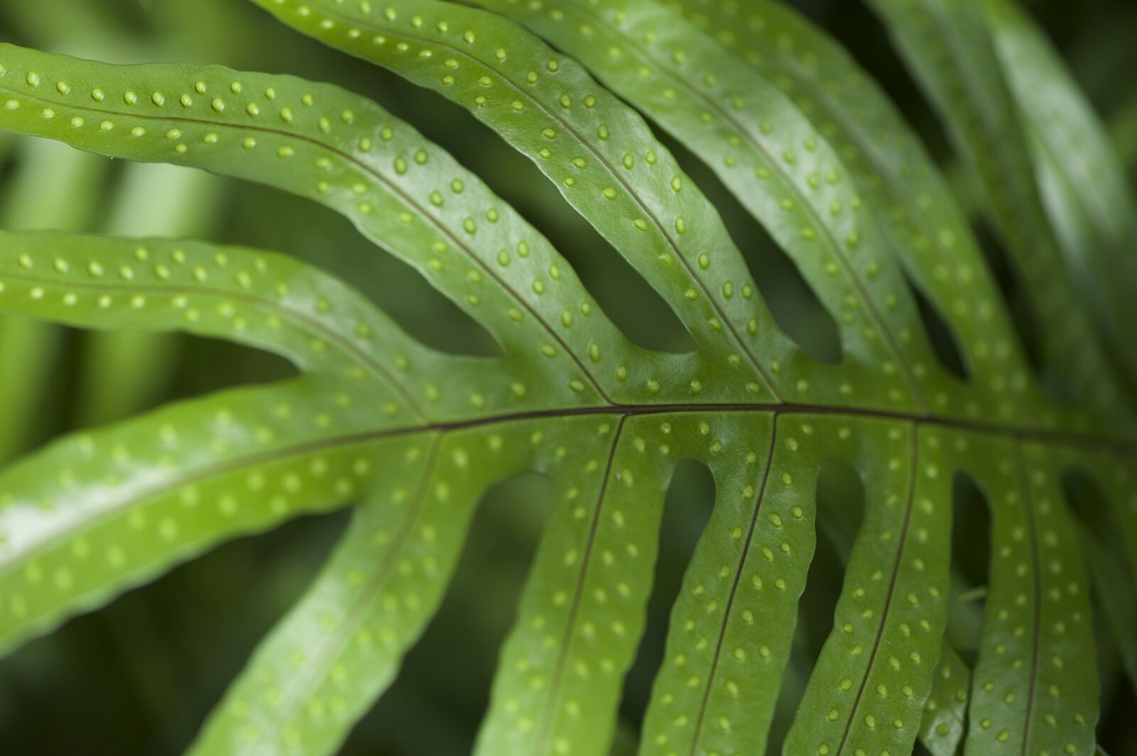 Nikon D700 sample photo. Fern leaves, pa, nature photography