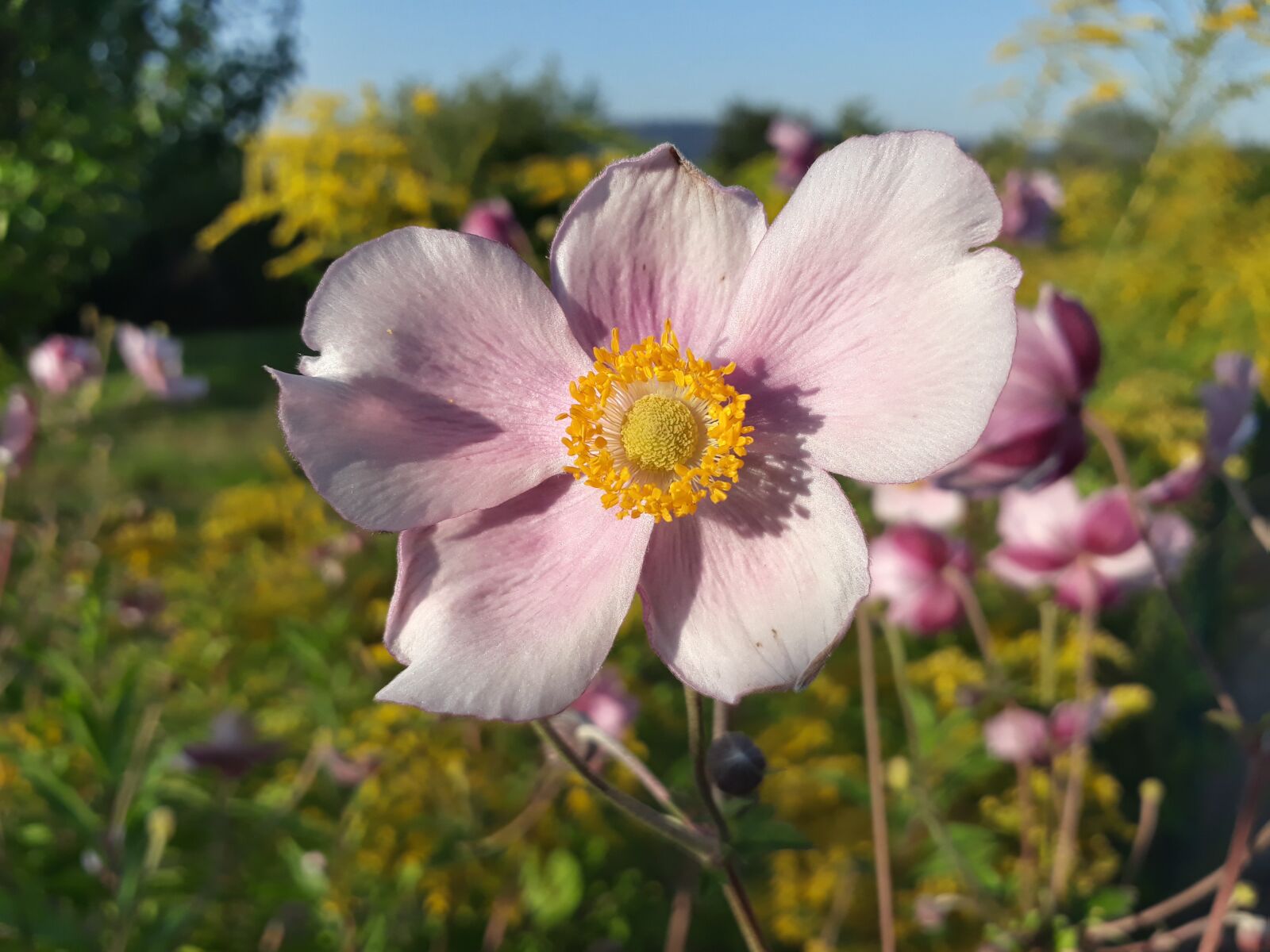 Samsung Galaxy A3(2017) sample photo. Fall anemone, anemone, blossom photography