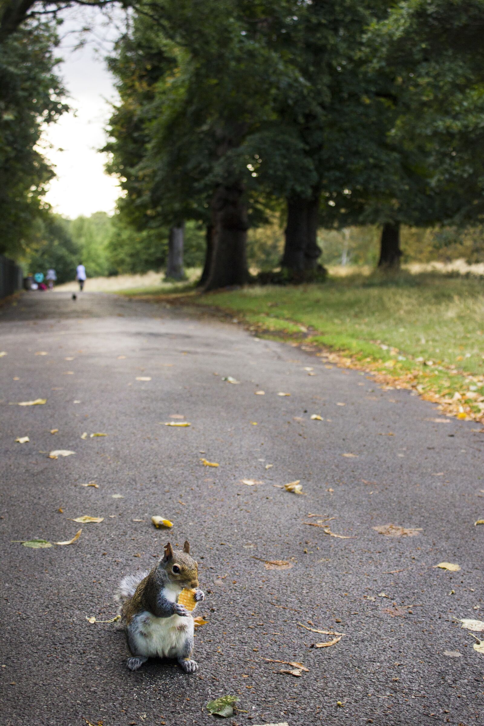 Canon EOS 550D (EOS Rebel T2i / EOS Kiss X4) sample photo. Park, london, gita photography