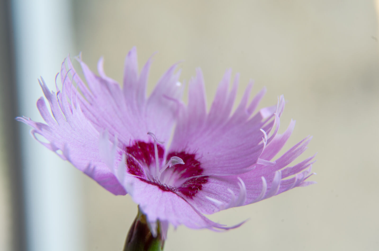 Nikon D5100 sample photo