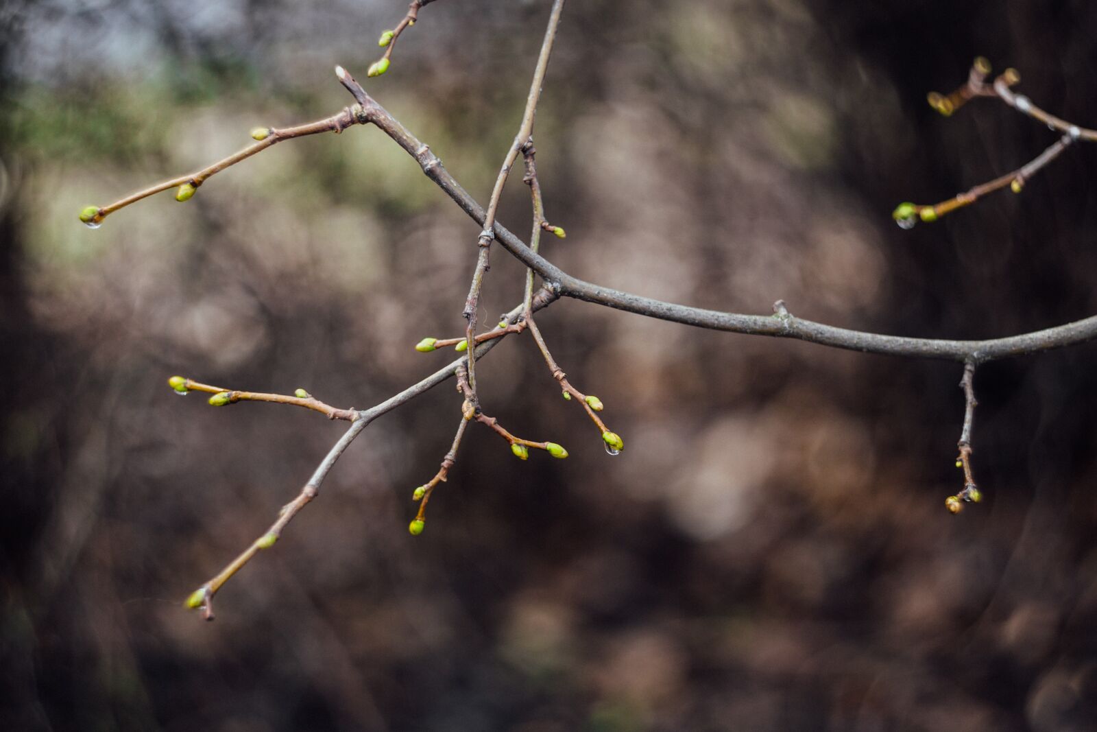 Canon EOS 6D sample photo. Stem, plant, nature photography