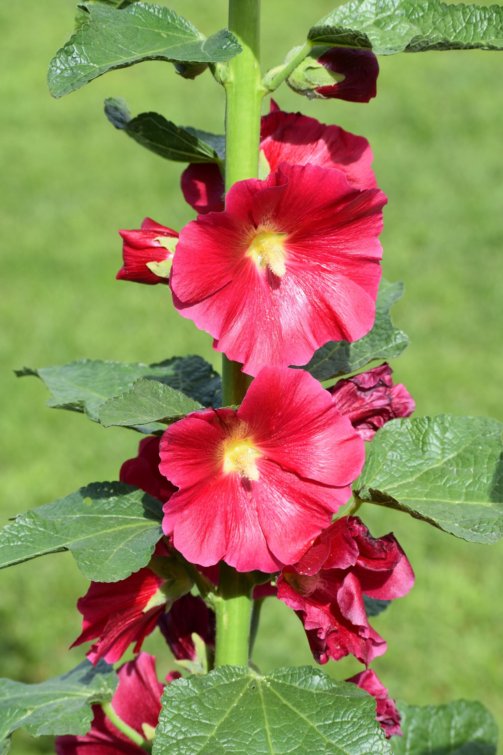 Nikon D3400 sample photo. Stock-rose, flower, bloom photography