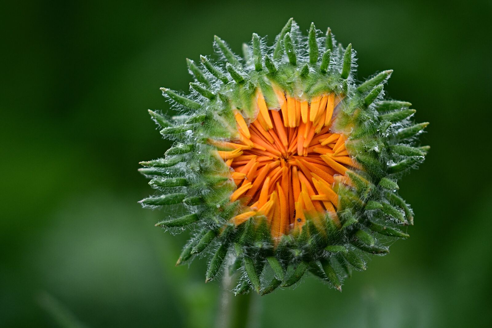 Nikon D5200 sample photo. Flower, blossom, bloom photography