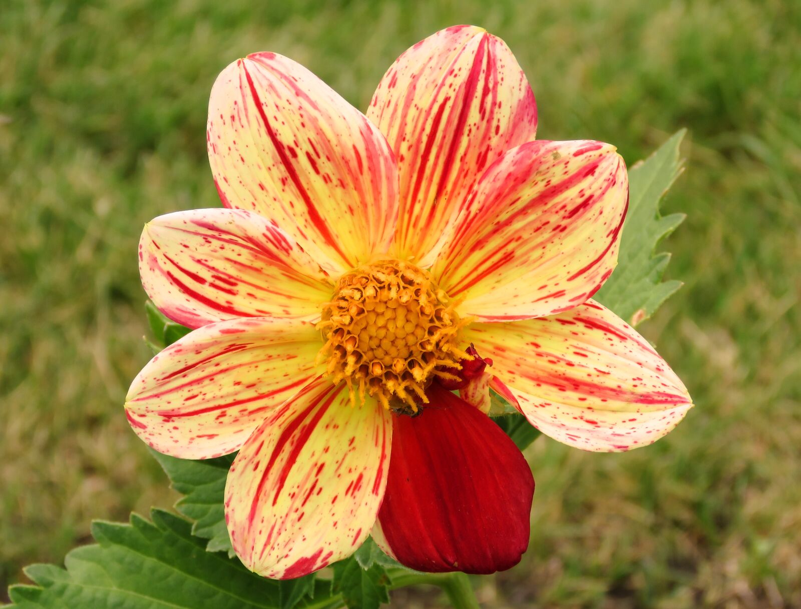 Canon PowerShot SX60 HS sample photo. Unusual flower, unique, flower photography