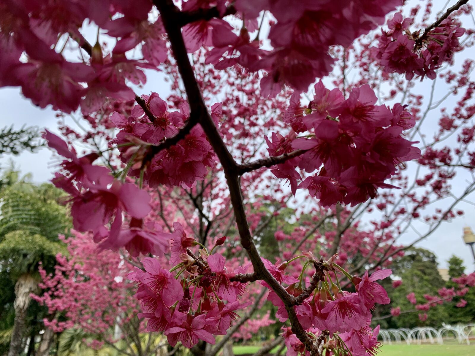 iPhone XR back camera 4.25mm f/1.8 sample photo. Pink, flower, spring photography