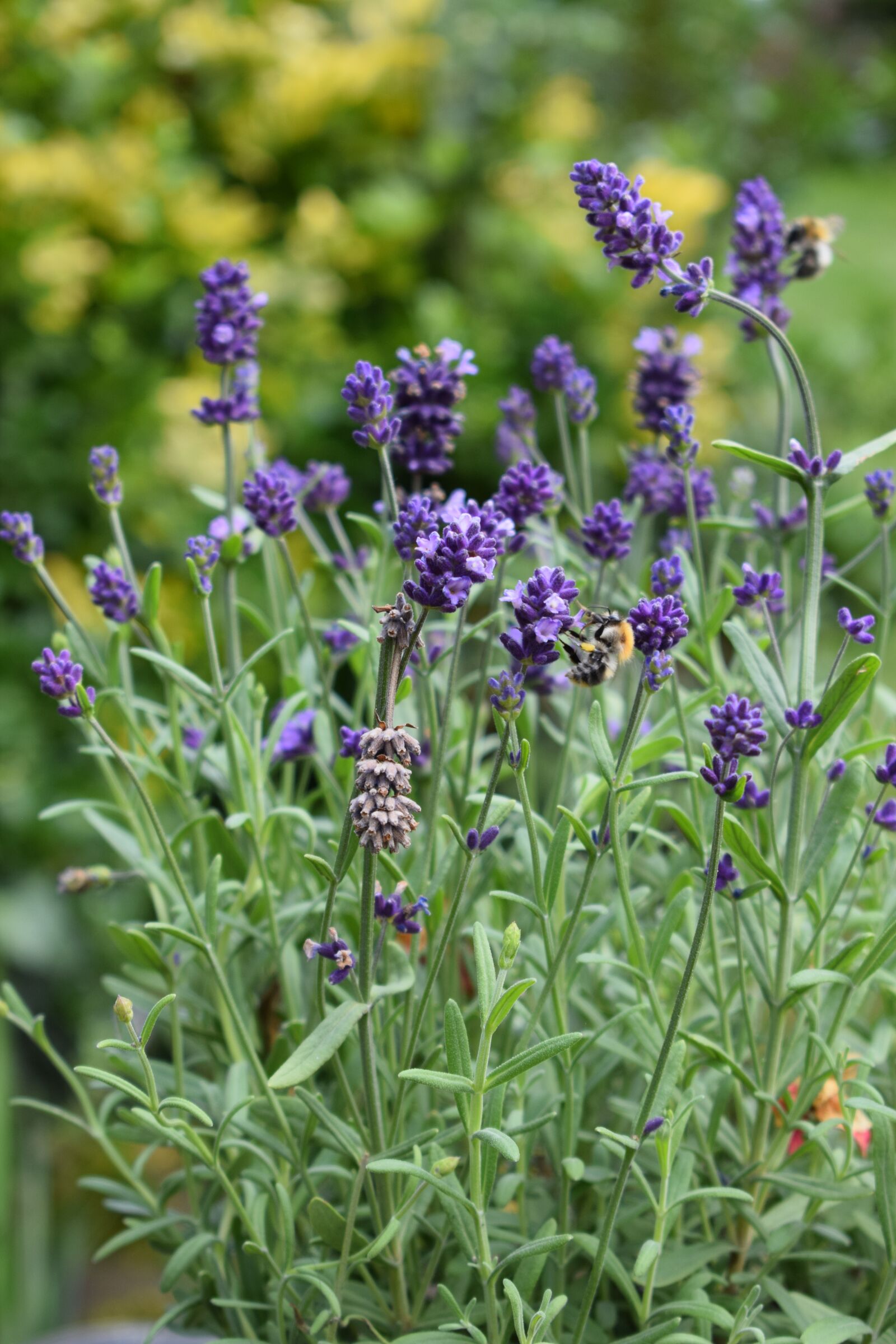 Nikon D5300 sample photo. Lavender, bee, insect photography