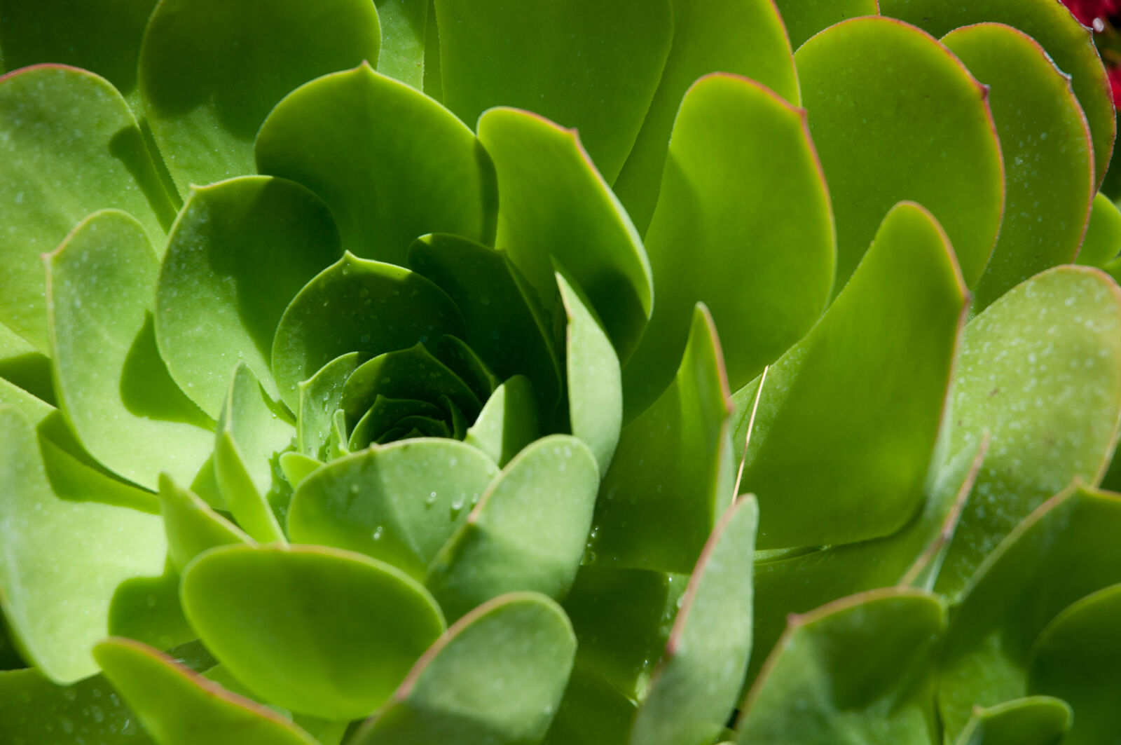Nikon D90 sample photo. Cactus, desert, flower, green photography