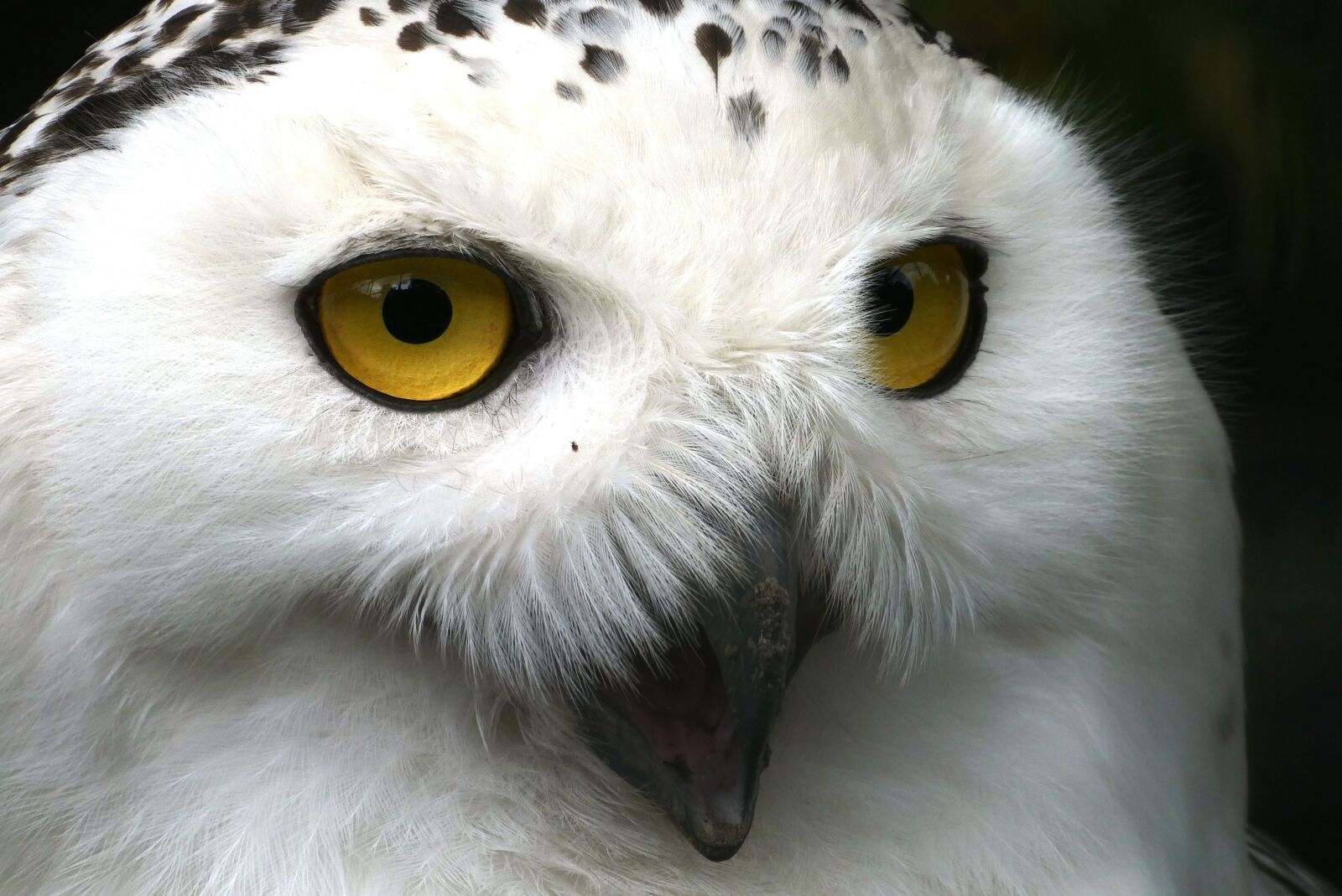Panasonic Lumix DC-ZS70 (Lumix DC-TZ90) sample photo. Snowy owl, eyes, beak photography