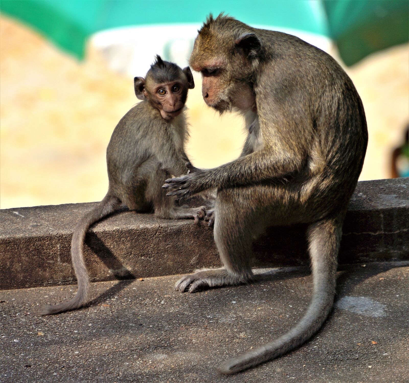Sony Alpha NEX-7 sample photo. Monkey, baby, grooming photography
