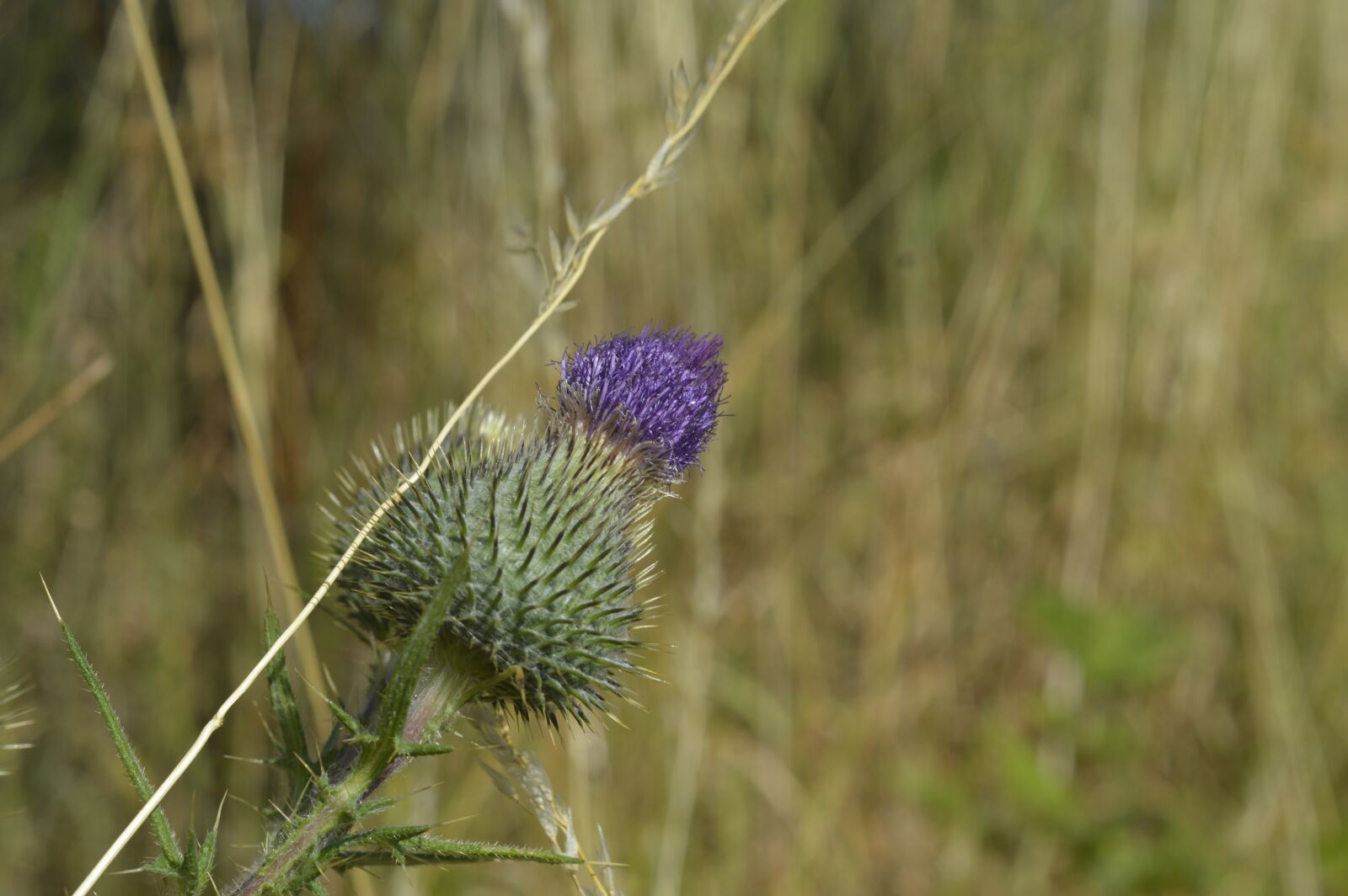 Nikon D3200 sample photo. Plant, spur, flower photography