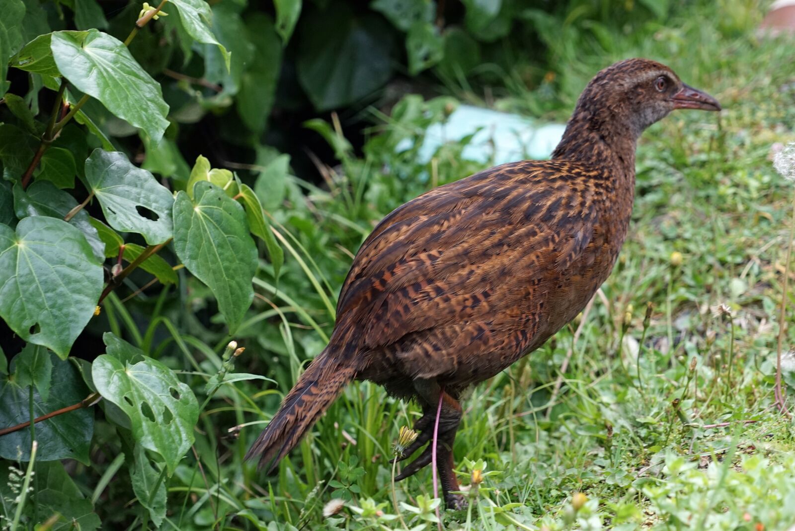 Sony a7 + Sony FE 24-240mm F3.5-6.3 OSS sample photo. Ralle, new zealand, bird photography
