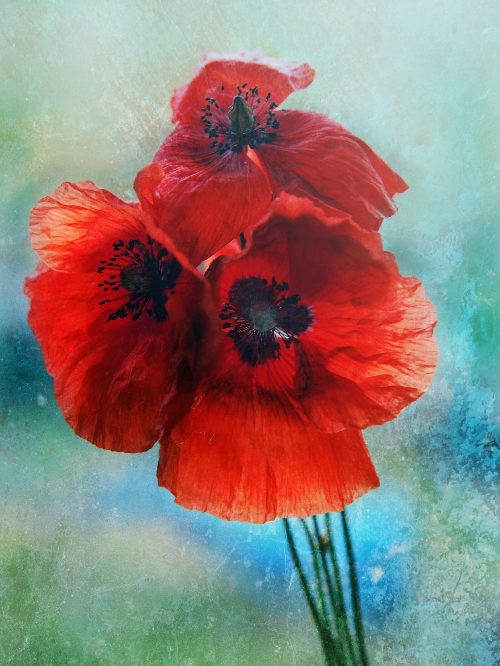 Olympus PEN E-PL5 sample photo. Poppies, flower, nature photography