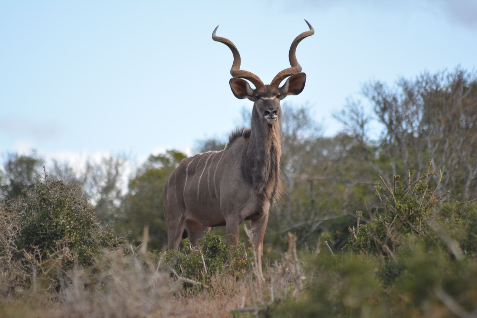 Nikon D5200 sample photo. Kudu, kudubull, buck photography