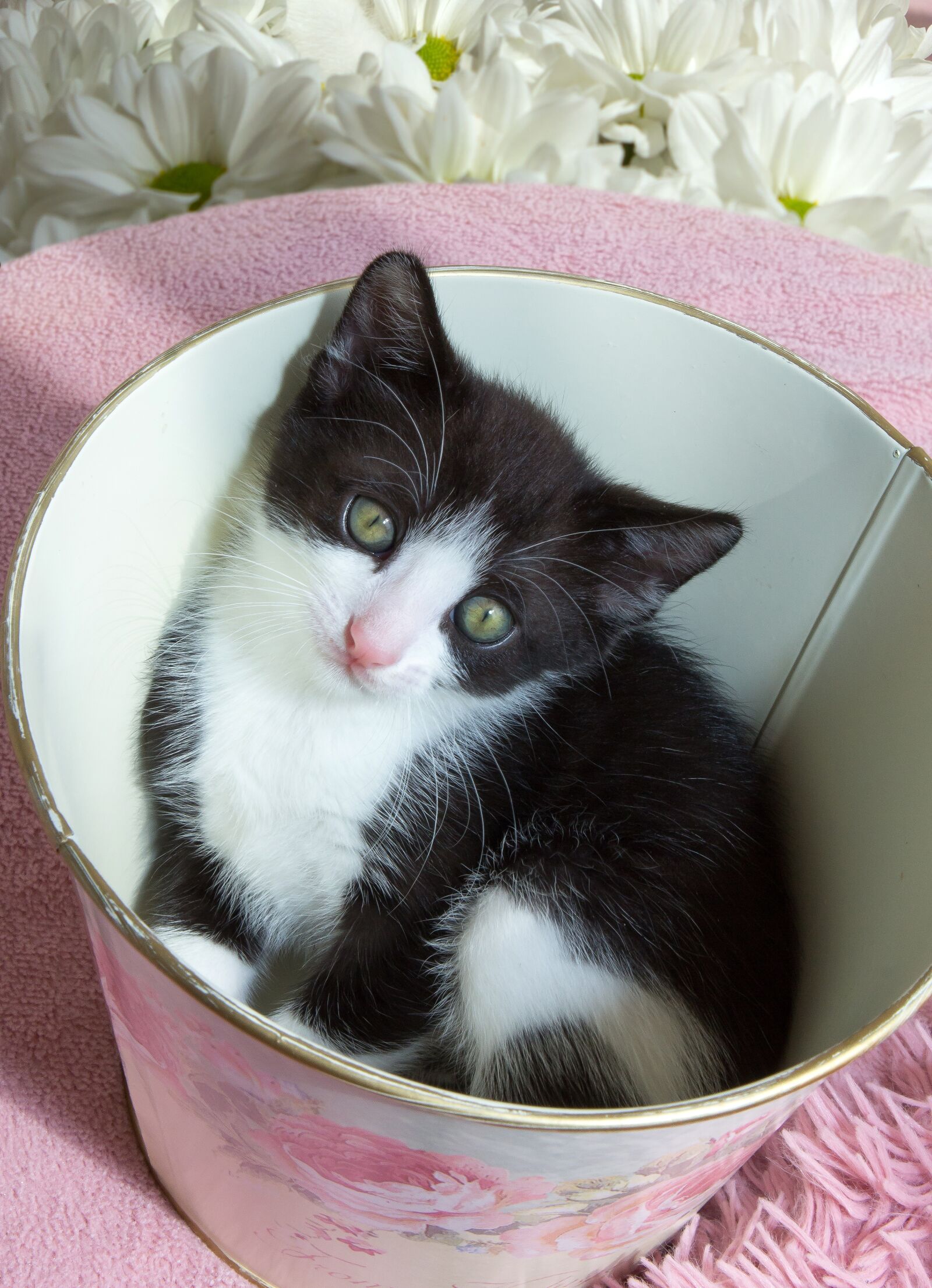 Canon EOS 60D + Canon EF 24-70mm F2.8L USM sample photo. Kitten, pets, animals photography