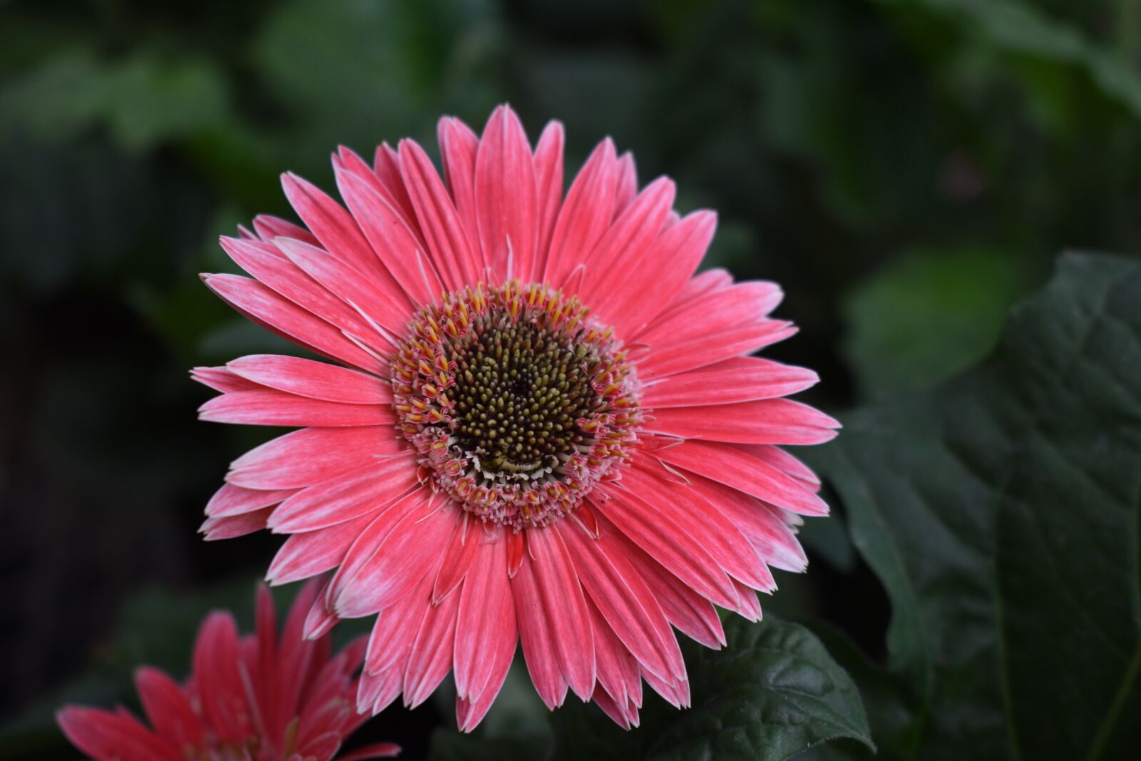 Nikon D5600 sample photo. Daisy, flower, plant photography