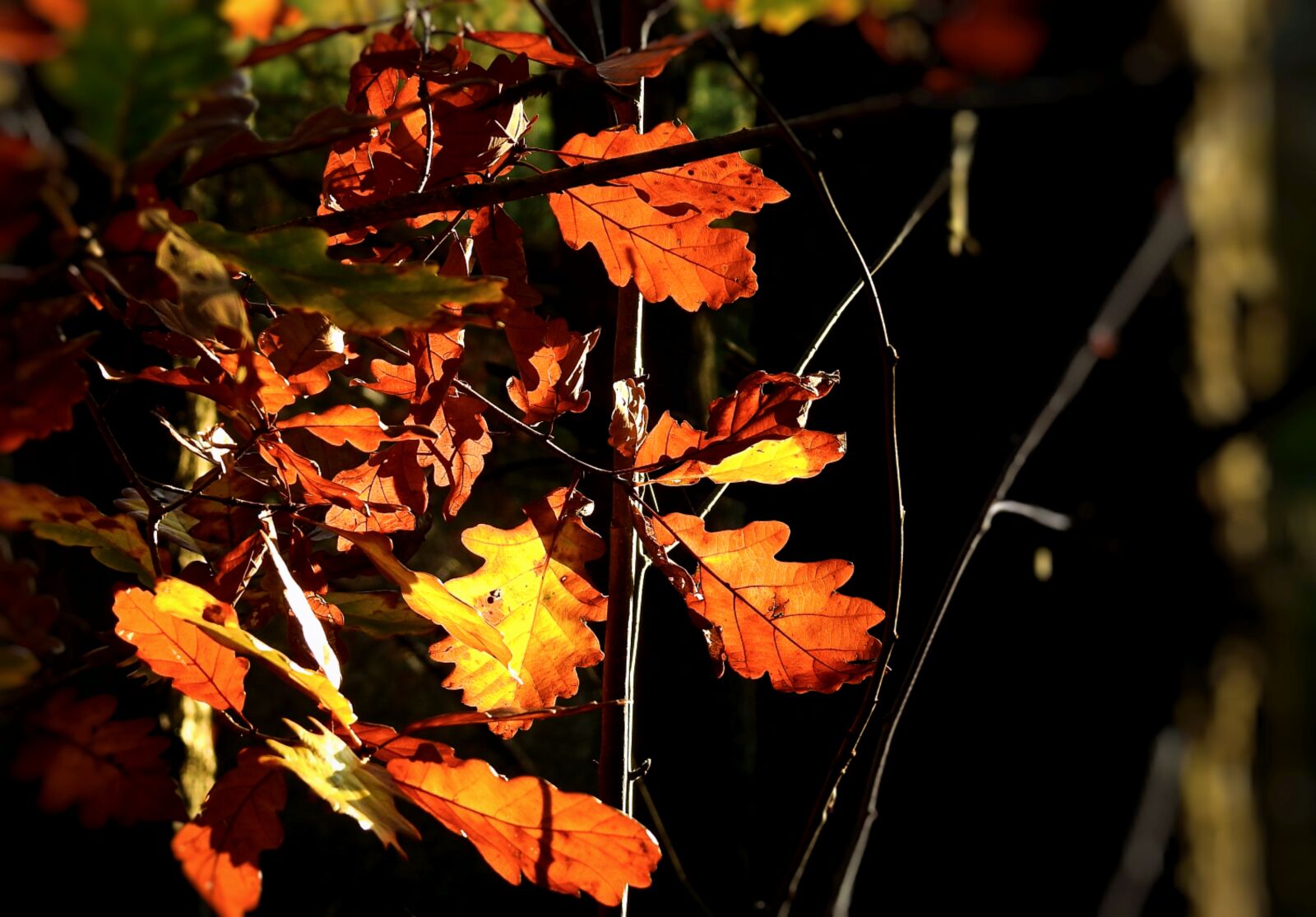 Nikon Coolpix P900 sample photo. Foliage, nature, forest photography