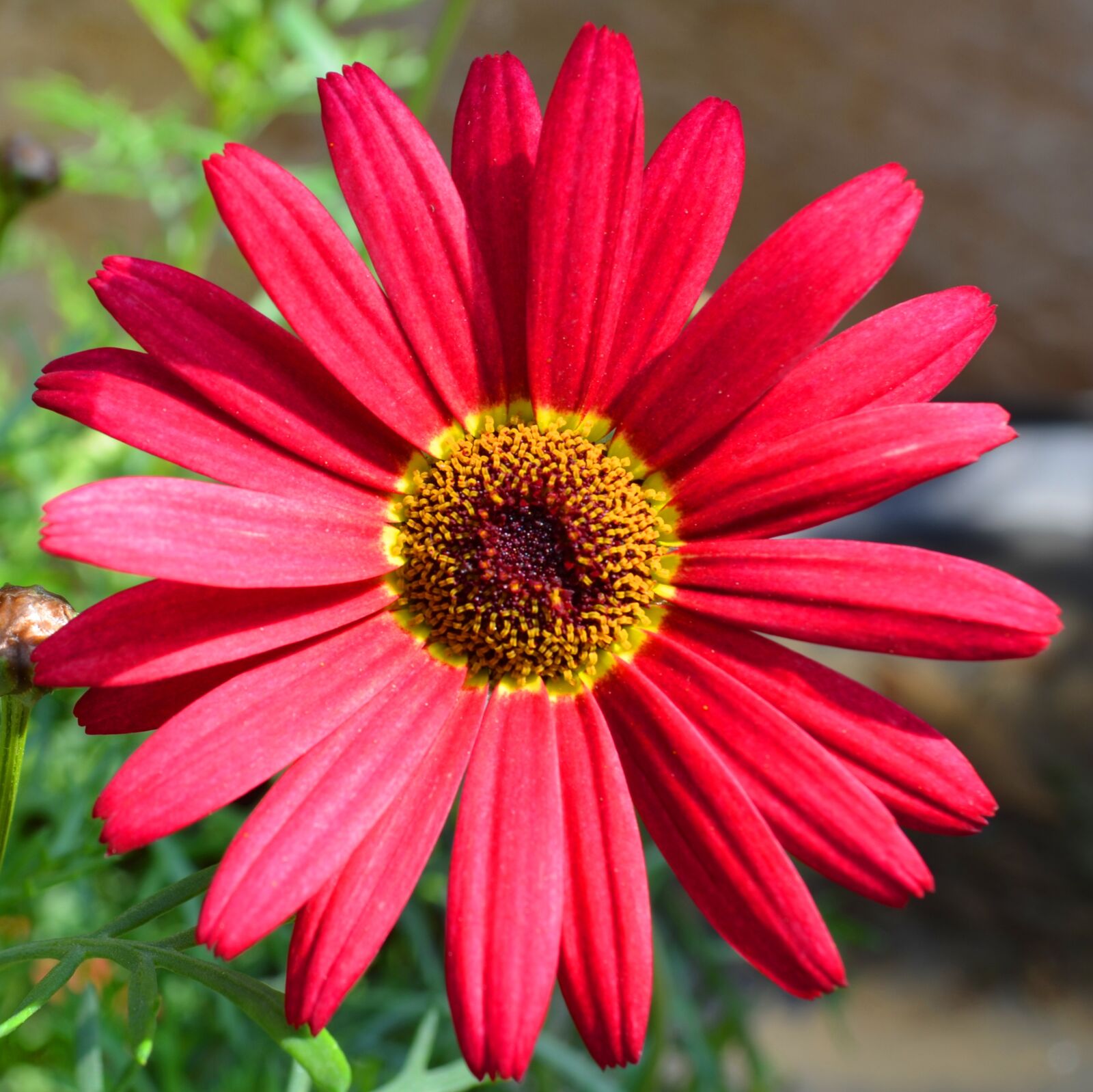 Nikon D5100 sample photo. Flower, nature, summer photography