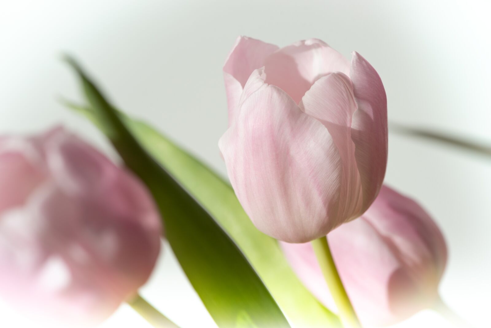 Nikon D750 sample photo. Tulip, pink, flower photography